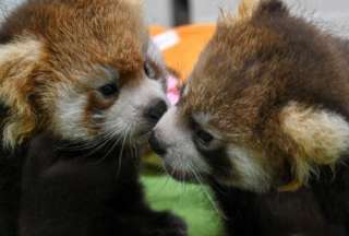 Los pandas rojos son una especie que está en peligro de extinción