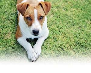 La mascota ideal para cada signo