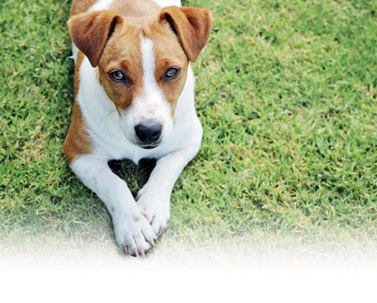 La mascota ideal para cada signo