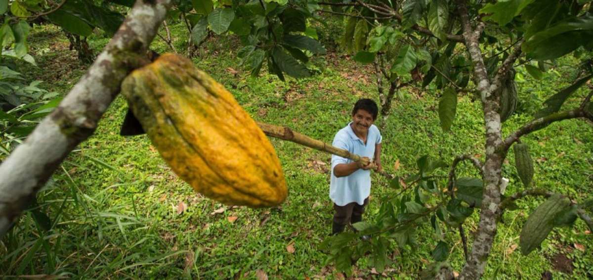 Proyecto beneficiar&aacute; a 16 mil familias de peque&ntilde;os productores