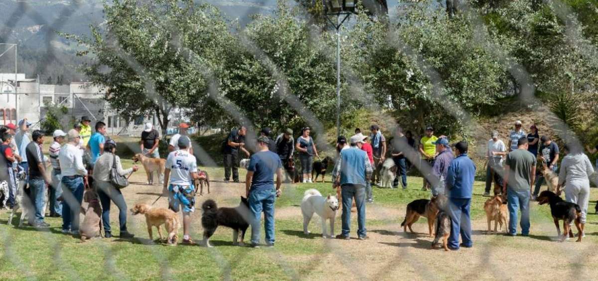 Si luego de una pelea su perro cambia de comportamiento o tiene exceso de saliva, puede tener rabia.