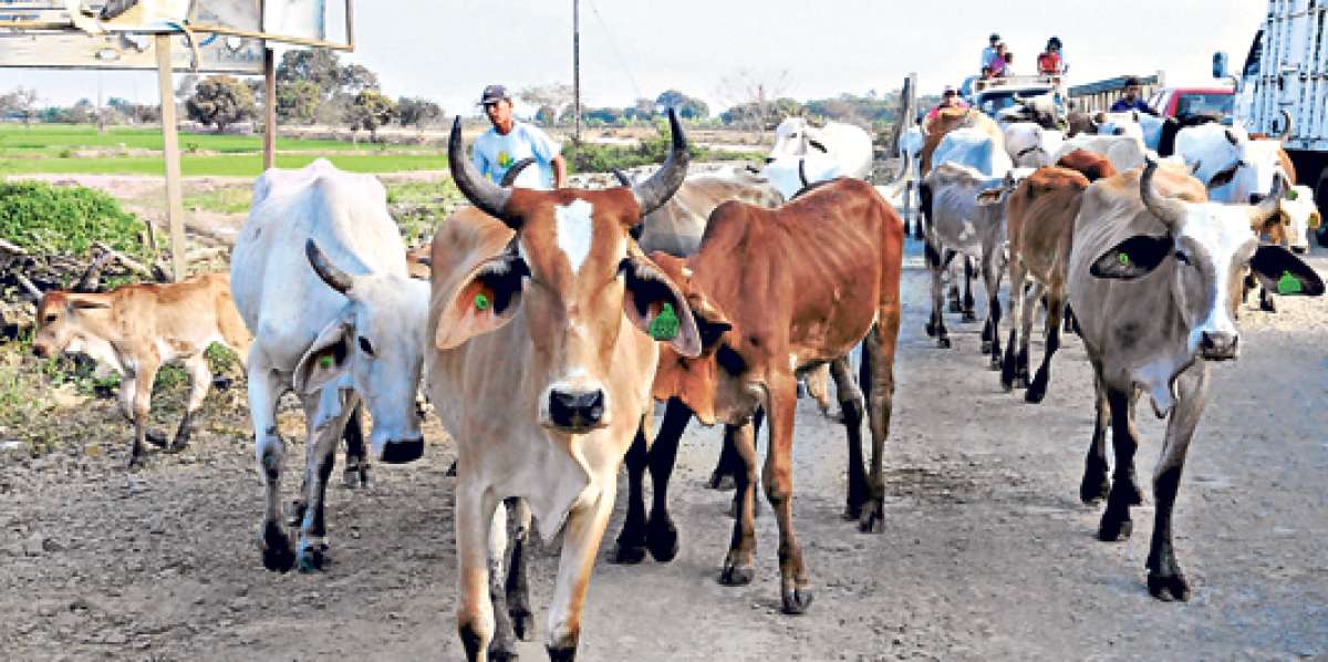 Los primeros 1.000 bovinos forman parte de los 35.000 que importar&aacute; el pa&iacute;s hasta 2017. Foto:  Eduardo Escobar / El Tel&eacute;grafo