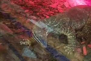 Anacondas, pitones y un caim&aacute;n fueron encontrados en condiciones ilegales y peligrosas.