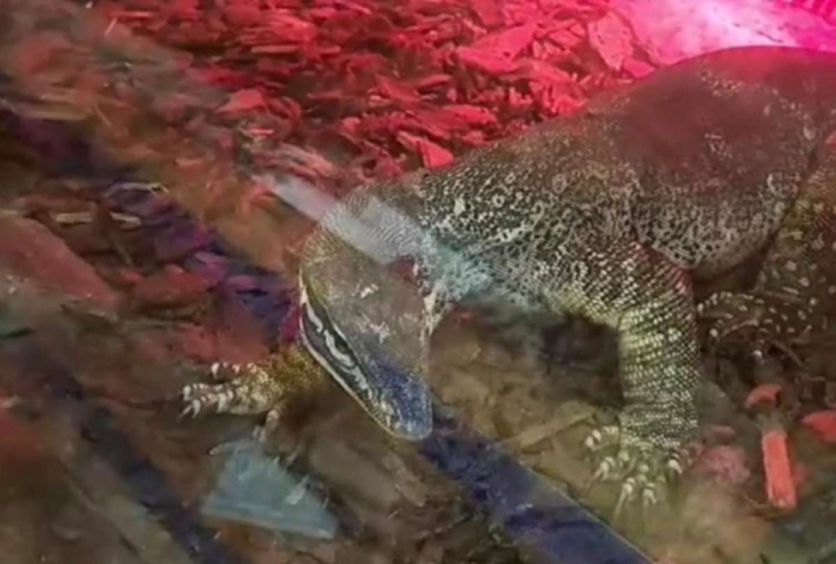 Anacondas, pitones y un caim&aacute;n fueron encontrados en condiciones ilegales y peligrosas.