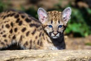 España: Policía capturó a presuntos traficantes de gatos silvestres
