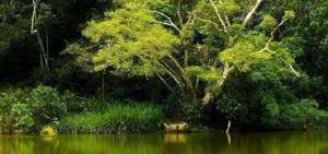 REDD+ es una iniciativa nacional que trabaja para lograr la mitigaci&oacute;n del cambio clim&aacute;tico, a trav&eacute;s de la implementaci&oacute;n de acciones que contribuyan a la reducci&oacute;n de la deforestaci&oacute;n y degradaci&oacute;n de los bosques.
