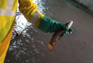 Interagua encontró peces en el sistema de aguas lluvia en Guayaquil