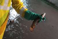 Interagua encontró peces en el sistema de aguas lluvia en Guayaquil