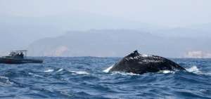 La nueva oportunidad de observar ballenas desde Manta