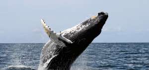 En Salinas una persona fallece tras incidente con una ballena jorobada
