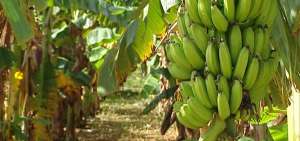 El banano encabeza las exportaciones en 2017