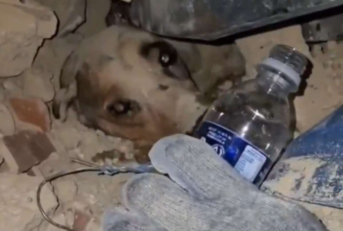Un cachorro fue hallado con vida en medio de los restos de un edificio colapsado en Caracas tras los sismos de magnitudes 7.1 y 7.5 que golpearon al pa&iacute;s.