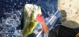 La veda del dorado empezar&aacute; el 1 de julio y se extender&aacute; hasta el 7 de octubre