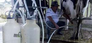 Campa&ntilde;a Ecuador se nutre de Leche incentiva el consumo interno de l&aacute;cteos