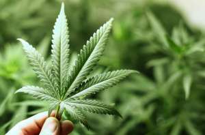 Colombia: Santos legalizar&iacute;a marihuana medicinal "en tres o cuatro d&iacute;as"