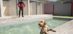 Cada perro tiene sus propios accesorios, juguetes, chalecos, cepillos de dientes, peines y mordedores. 