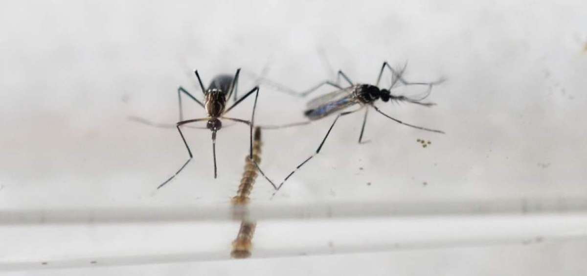 Colombia registra m&aacute;s de 20.000 casos de zika, m&aacute;s de 2.000 en embarazadas