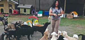 Los activistas y las fundaciones proanimales rescatan perros de la calle. En dos albergues de Peluditos se recogieron 80 mascotas de las calles este a&ntilde;o. 