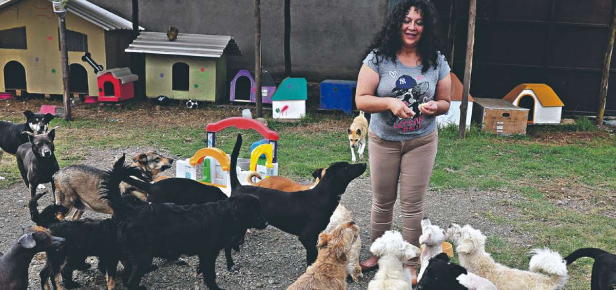 Los activistas y las fundaciones proanimales rescatan perros de la calle. En dos albergues de Peluditos se recogieron 80 mascotas de las calles este a&ntilde;o. 