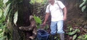 T&eacute;cnicos de la Direcci&oacute;n Provincial del Ambiente devolvieron a la especie a su entorno.