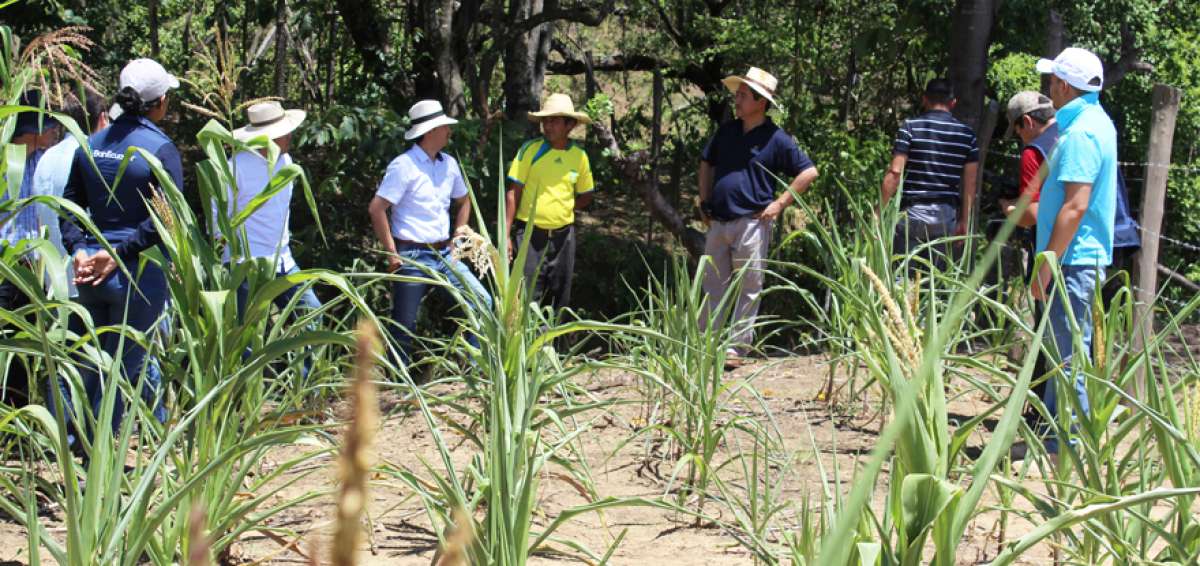El cant&oacute;n Pindal es la regi&oacute;n m&aacute;s afectada por la falta de lluvias. Las autoridades ofrecieron ayuda a los pobladores.