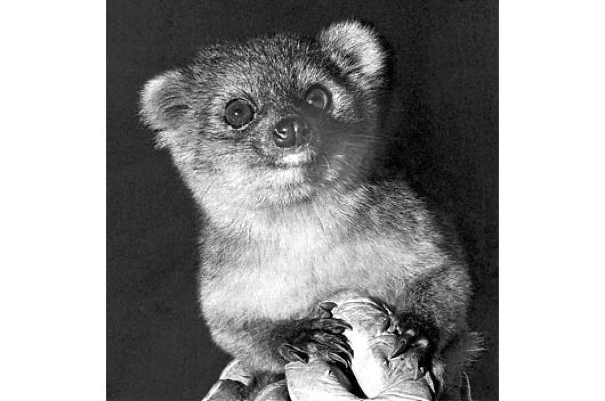 El olinguito habita en el parque nacional Sangay y se asemeja a un gato u oso de peluche. Foto: Archivo