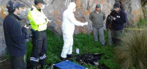 Autoridades investigan muerte de c&oacute;ndor hembra adulto