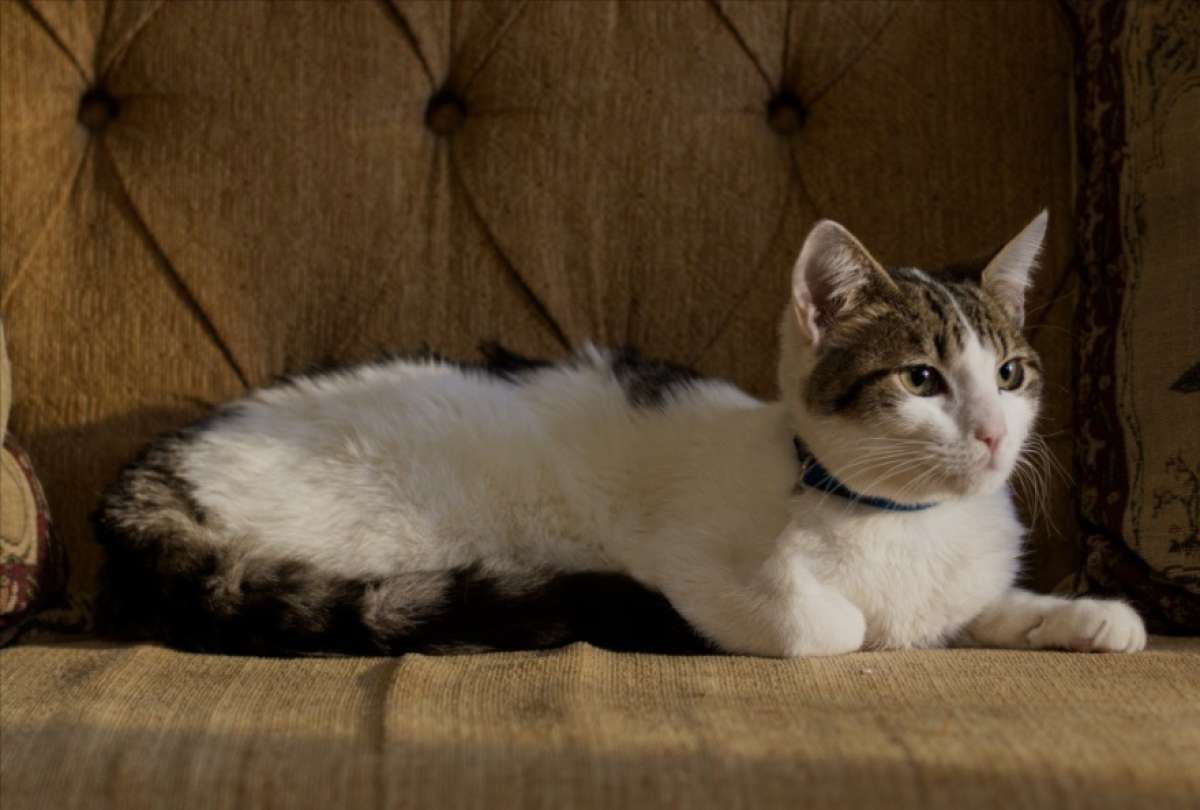 El relato se centra en la relaci&oacute;n entre un hombre y un gato, coprotagonista de la historia.