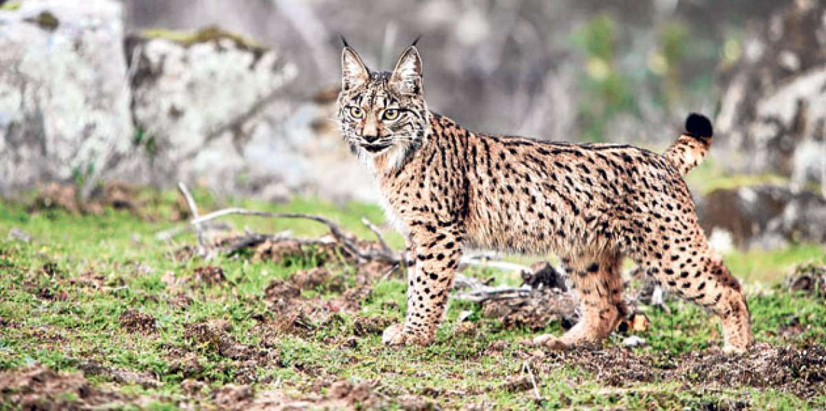 El felino de pelo moteado ser&iacute;a el segundo en extinguirse, luego del tigre dientes de sable, hace 10.000 a&ntilde;os. Foto: Tomada de internet 