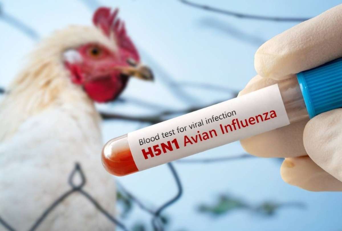 La OMS declaró a Ecuador libre de gripe aviar.