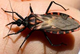 Ecuador refuerza la lucha contra la Enfermedad de Chagas ante nuevos casos