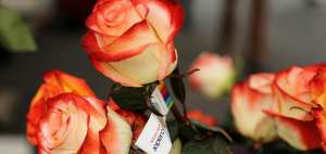 El 45% de las exportaciones de rosas ecuatorianas van hacia Estados Unidos, seg&uacute;n datos de Expoflores.