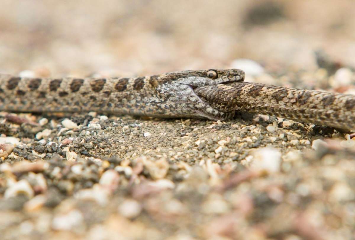 Descubren serpientes can&iacute;bales en Gal&aacute;pagos