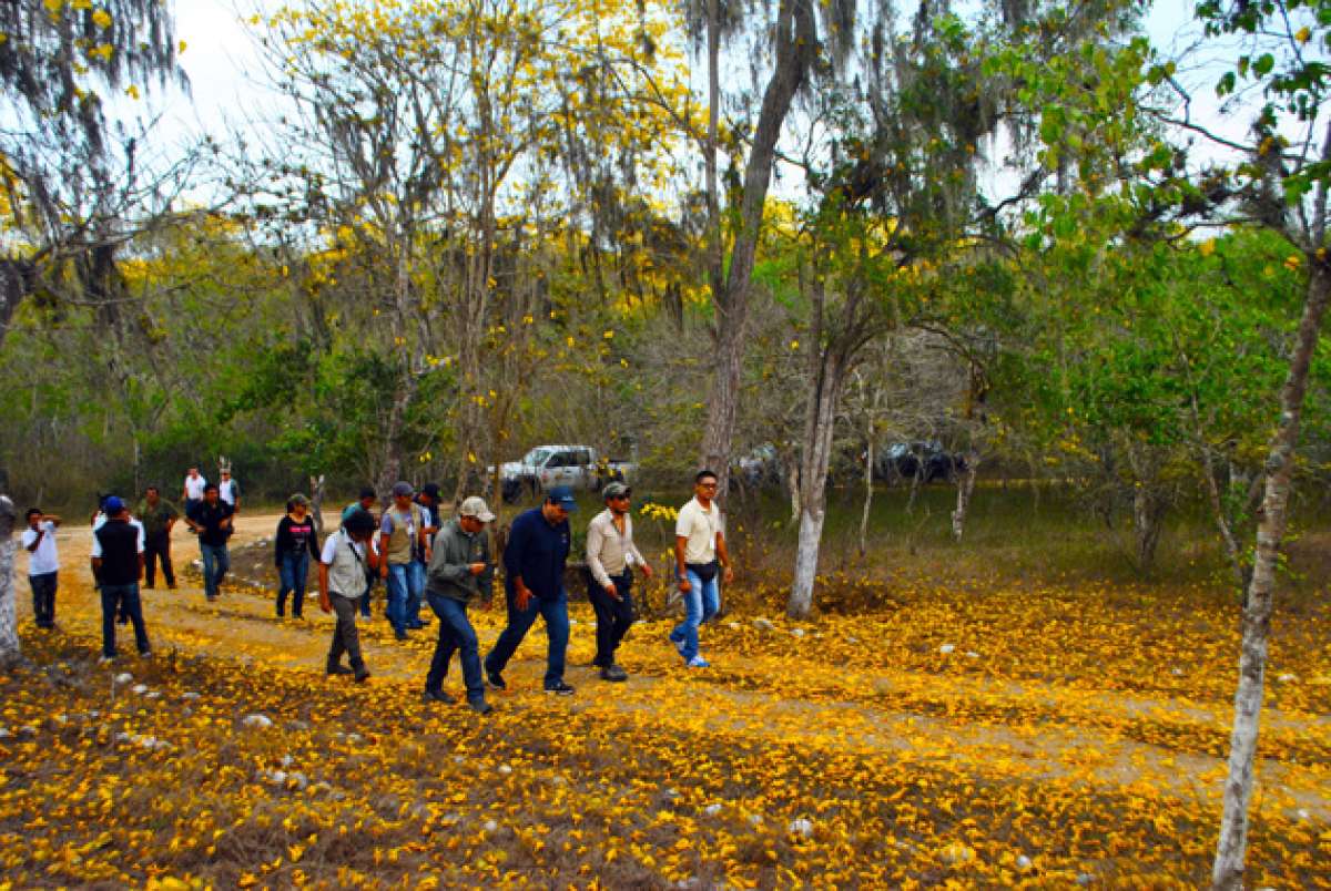 Mantos amarillos se formaron tras el florecimiento de los guayacanes en Arenillas, provincia de El Oro. Las autoridades invitan a este evento natural. Foto: Fabricio Cruz/El Tel&eacute;grafo