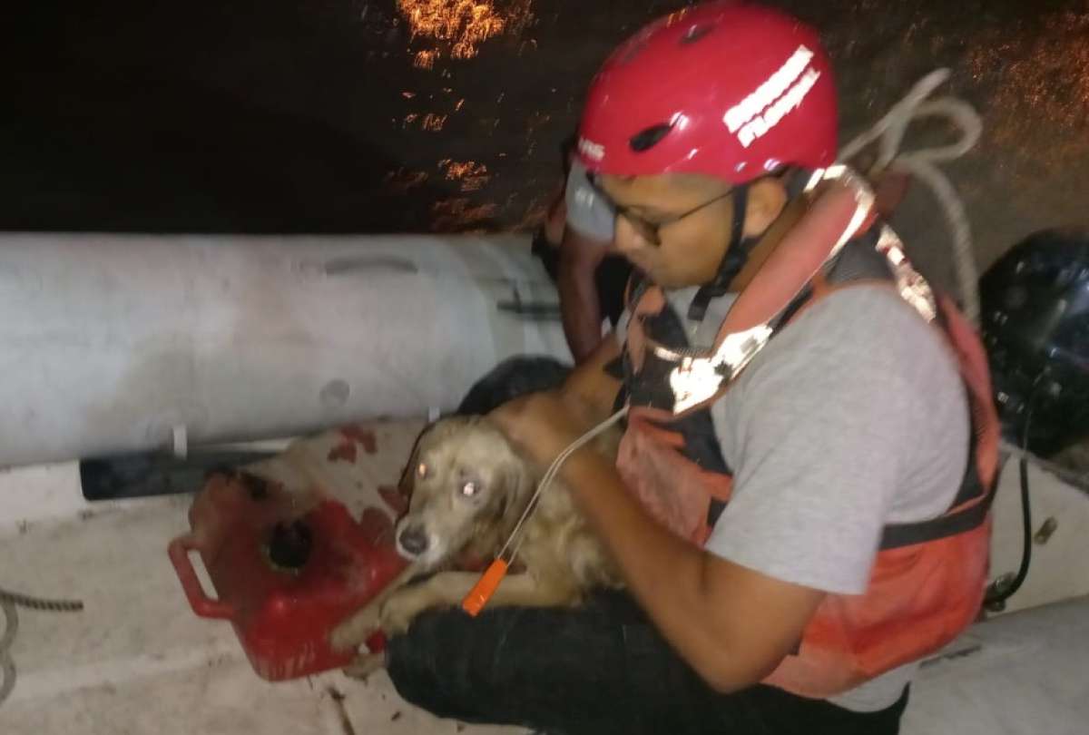 Bomberos evitan que un perro se ahogue en el río Guayas