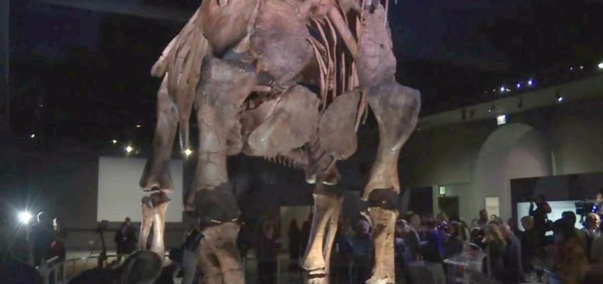 Descubren el mayor dinosaurio de Brasil, guardado desde hac&iacute;a 60 a&ntilde;os