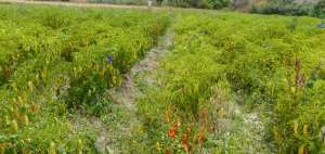En el proyecto de Ley Org&aacute;nica de Tierras Rurales y Territorios Ancestrales, la propiedad de los predios debe cumplir funciones sociales y ambientales.