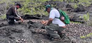 Autoridades hallan campamento ilegal de pepino de mar en Gal&aacute;pagos