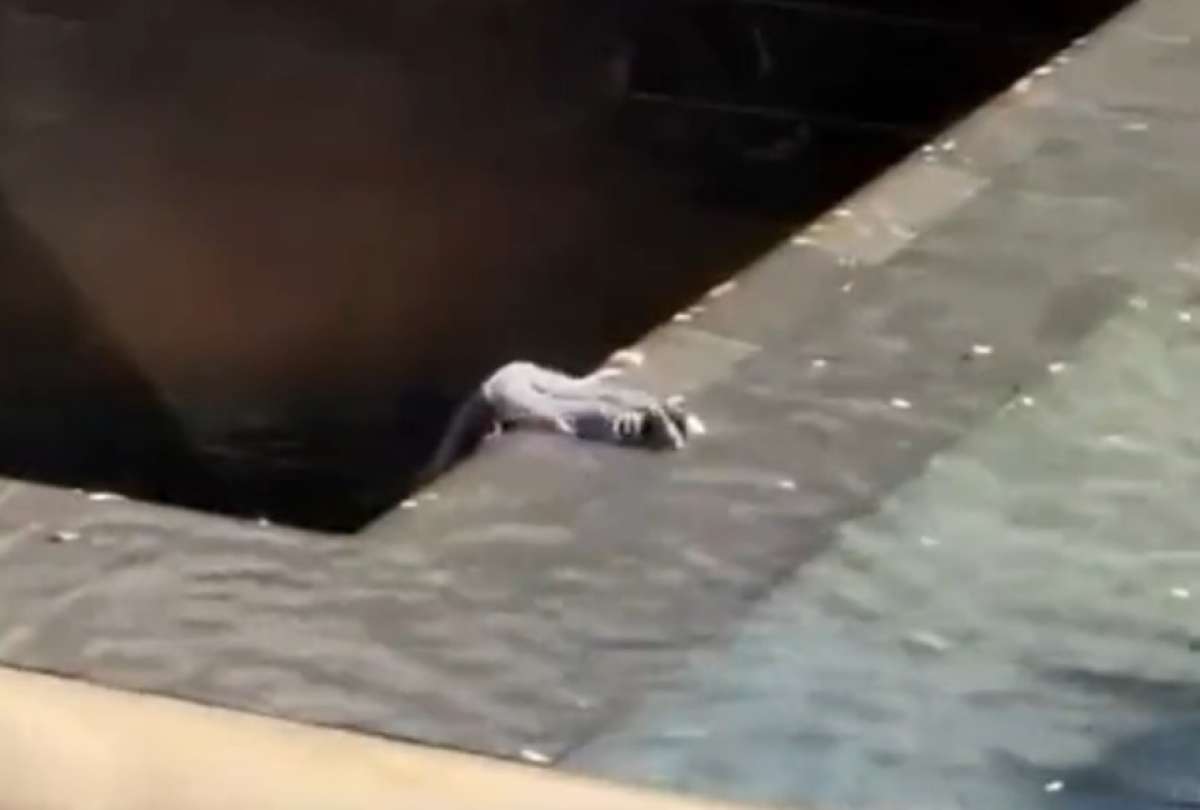 El hombre ingresó a la piscina del Memorial y saltó a la fosa central