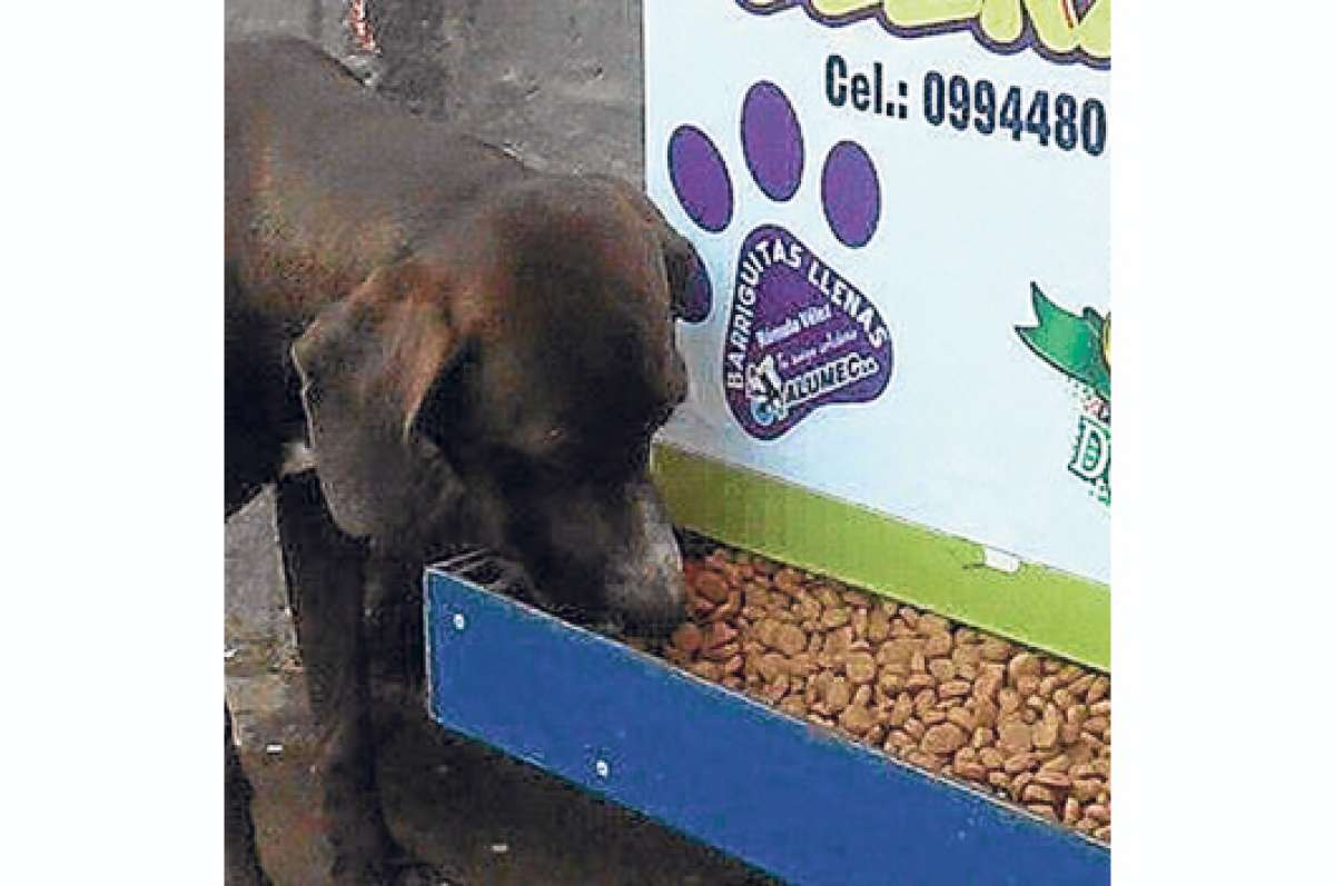 Programa alimenta a los animales de la calle