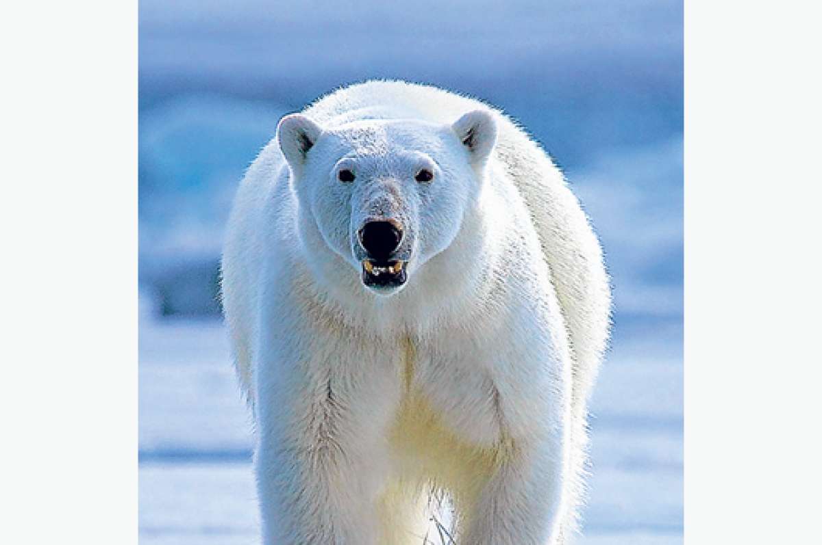 31 especies migratorias se unen a lista protegida