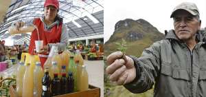 La bebida de pulque se vende en los mercados El Arenal y 10 de Agosto. El vaso cuesta $ 0,50 y tambi&eacute;n se puede comprar en botellas. Roque Prado es conocedor de las monta&ntilde;as del Cajas, donde crece la planta conocida como &ldquo;tipo&rdquo; para preparar infusi&oacute;n. 