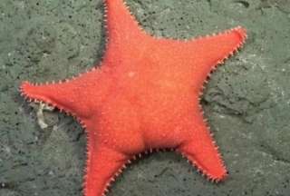 Un equipo de investigadores encontró en el Atlántico Sur una estrella de mar con un parecido asombroso a Patricio Estrella, el popular personaje de Bob Esponja. 
