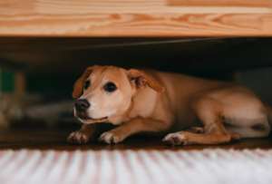 Las mascotas suelen verse afectadas por los fuegos artificiales en la temporada de fiestas. 