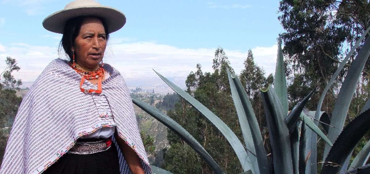 La cabuya crece en tierras arenosas, como Salasaca, en Pelileo. All&iacute;, con sus hebras se hacen anacos y ponchos