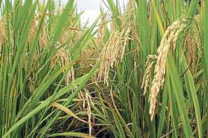 El 23% de la superficie agr&iacute;cola regional est&aacute; en manos de peque&ntilde;os agricultores.