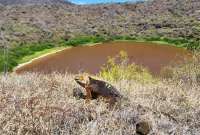 Las iguanas terrestres fueron reintroducidas en las islas Galápagos.