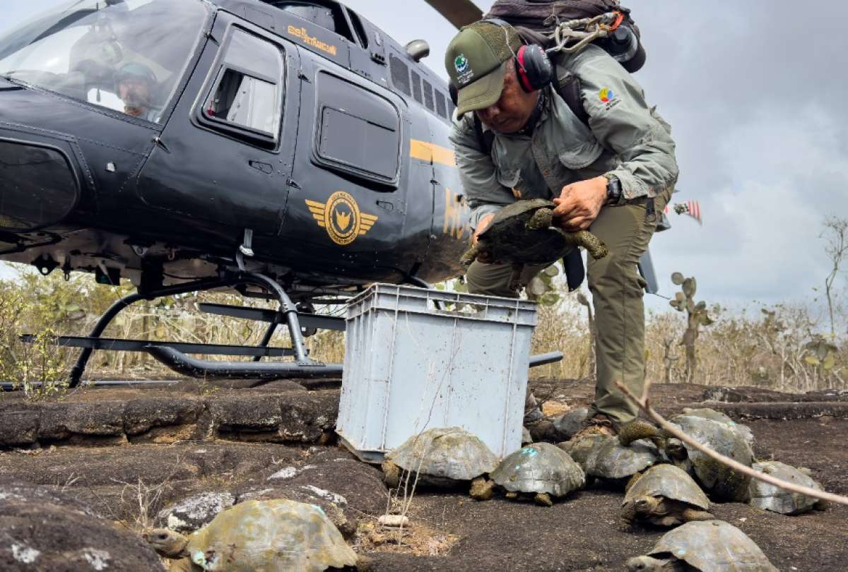 277 tortugas gigantes fueron liberadas en Gal&aacute;pagos.