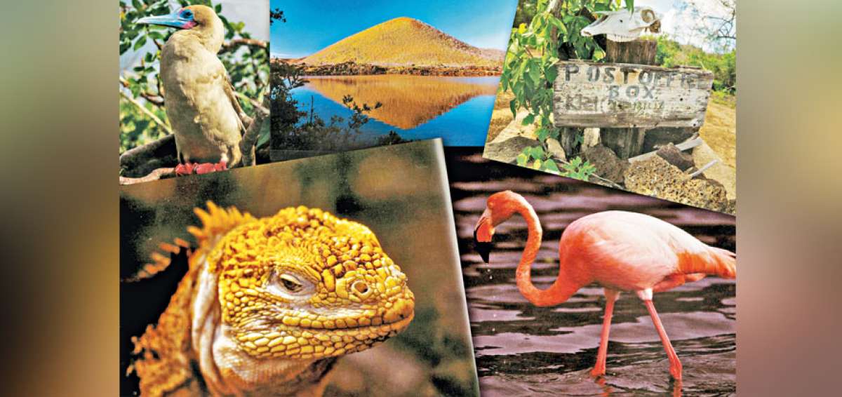 Gr&aacute;ficas del libro Gal&aacute;pagos mi viaje inolvidable, del fot&oacute;grafo ecuatoriano Iv&aacute;n Lasso. El 90% de la obra son fotos y el 10% textos en ingl&eacute;s.