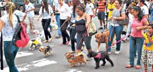 M&aacute;s de 400 mascotas y sus respectivos propietarios se movilizaron por las calles de Machala en rechazo a la muerte de perros y gatos en esa ciudad. Foto: Fabricio Cruz/El Tel&eacute;grafo